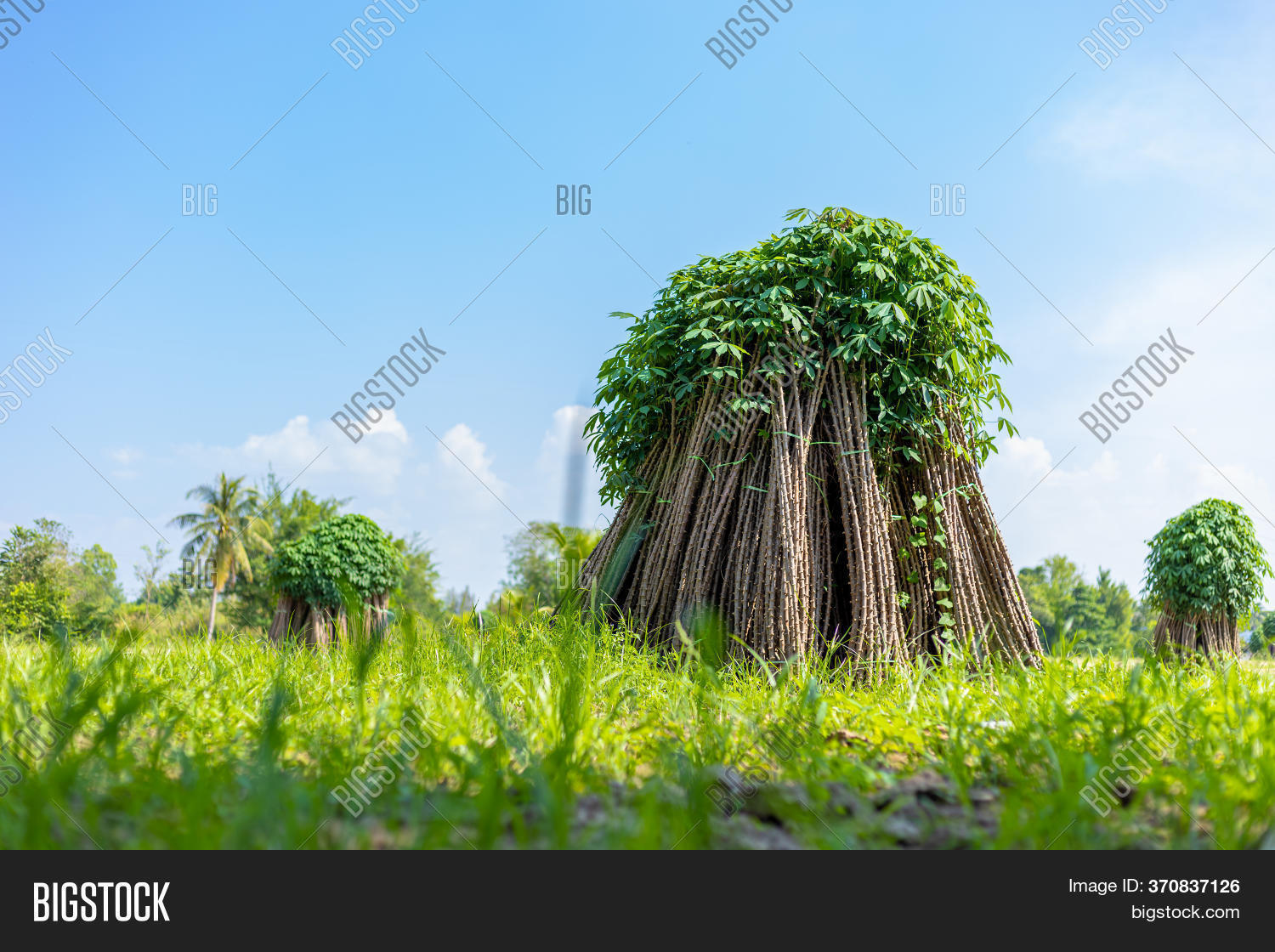 Tapioca Fields. Grow Image & Photo (Free Trial) | Bigstock