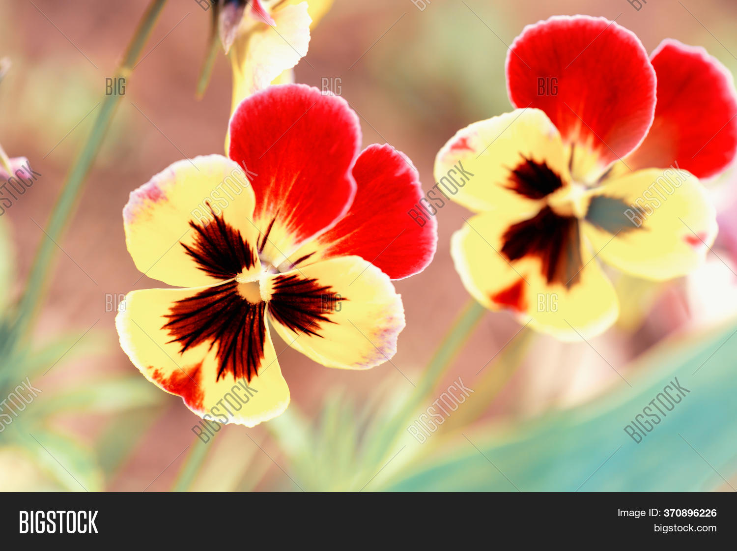 Loveidleness. Orange Image & Photo (Free Trial) Bigstock