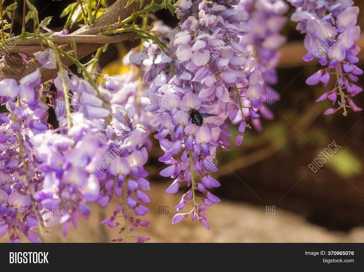 Purple Wisteria Blooms Image & Photo (Free Trial) Bigstock