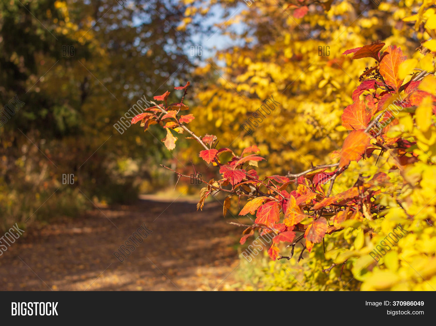Red Tree Branch Image & Photo (Free Trial) Bigstock