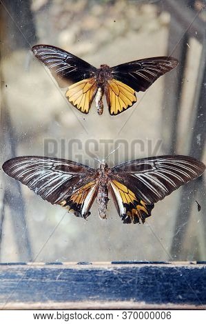 Bohol, Ph - Sept 1 - Butterfly At Habitat Butterflies Conservation Center On September 1, 2015 In Bo