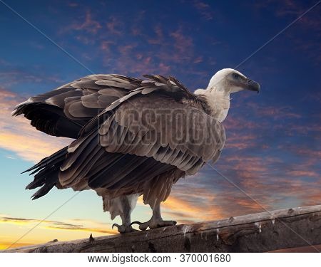 Griffon Vulture Sitting On Wood Trunk Against Sunset Sky Background