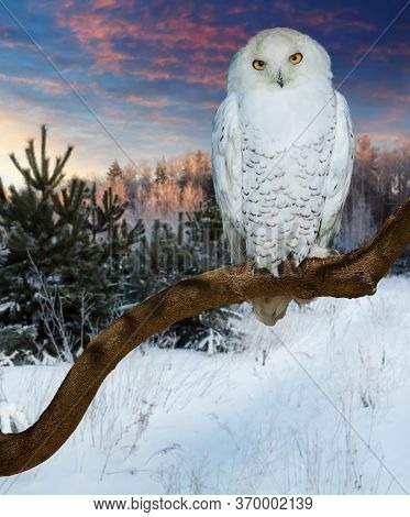 Sitting Snowy Owl At Wildness In Winter Time