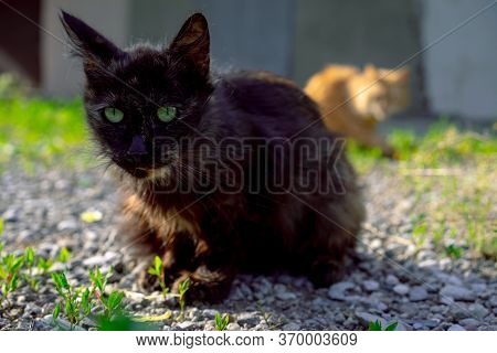 Stare Stray Cat Sitting Ground.stare Stray Cat Sitting Ground