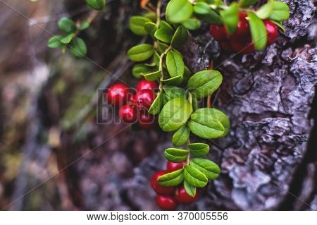 Process Of Collecting And Picking Berries In The Forest Of Northern Sweden, Lapland, Norrbotten, Nea