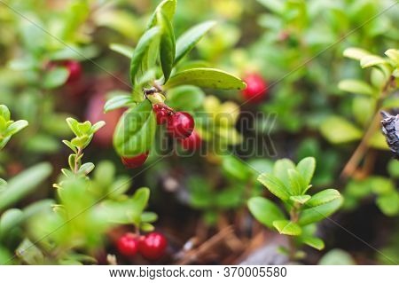 Process Of Collecting And Picking Berries In The Forest Of Northern Sweden, Lapland, Norrbotten, Nea