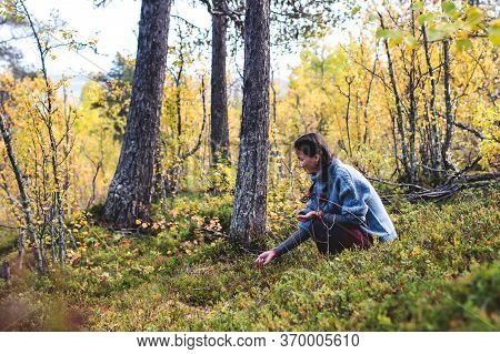 Process Of Collecting And Picking Berries In The Forest Of Northern Sweden, Lapland, Norrbotten, Nea