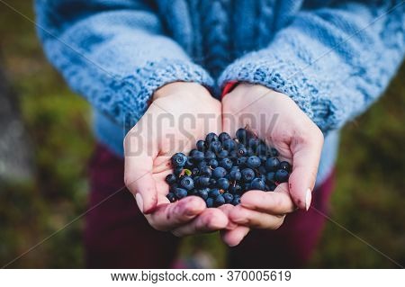 Process Of Collecting And Picking Berries In The Forest Of Northern Sweden, Lapland, Norrbotten, Nea