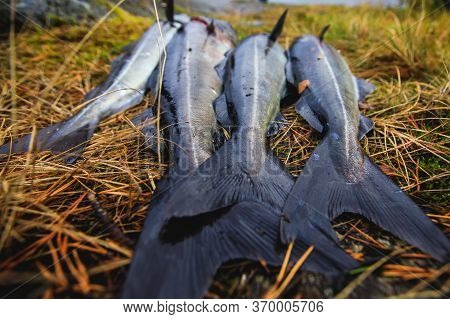 Pack Of Freshly Caught Cod Fish Lying On The Ground In Norway, Fishing In Norway Concept, Efjord, Ba