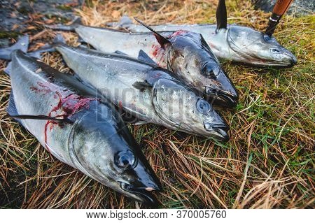 Pack Of Freshly Caught Cod Fish Lying On The Ground In Norway, Fishing In Norway Concept, Efjord, Ba