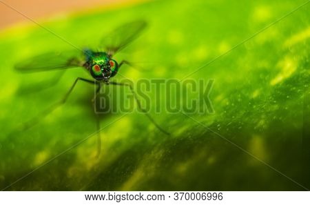 Long Legged Fly ( Condylostylus ) Eyes Focused On A Leaf With Blurred Background. Macro Shot Of Long