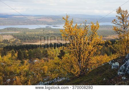 Swedish Autumn Fall Vibrant Landscape During Hiking To Kurravaara Mountain In Norrbotten County, Kir