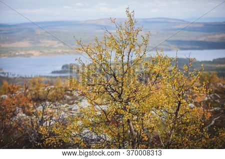 Swedish Autumn Fall Vibrant Landscape During Hiking To Kurravaara Mountain In Norrbotten County, Kir