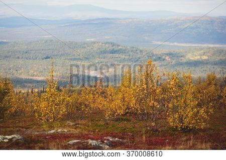 Swedish Autumn Fall Vibrant Landscape During Hiking To Kurravaara Mountain In Norrbotten County, Kir