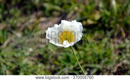 Arctomecon Merriamii Flower Of White Poppy Growing On The Rocky Shore Of The Sea Of ​​japan. Symbol 