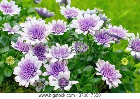 Osteospermum Flowers  ( African Daisy) In The Pot, Summer Teracce Or Window Decoration.