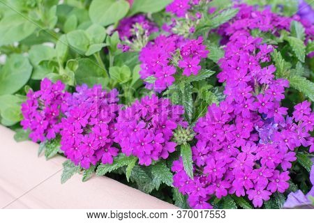 Purple Verbena Flowers Planted In The Pot, Summer Teracce Or Window Decoration.