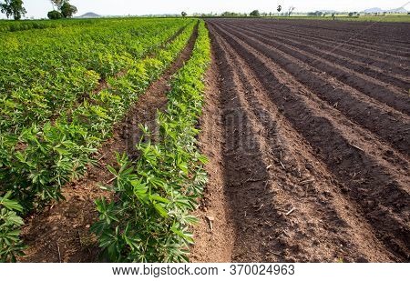 Rows Of Soil Before Planting And Rows Of Young Cassava Plant In Countryside Farmland . Baby Cassava 