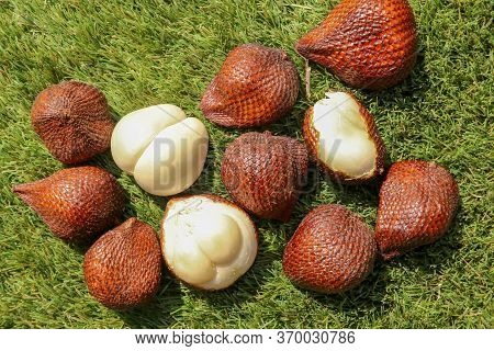 Salak Pondoh Is One Of The Salak Cultivars That Grow Mostly In The Area Of Sleman. Sweet Salacca Zal