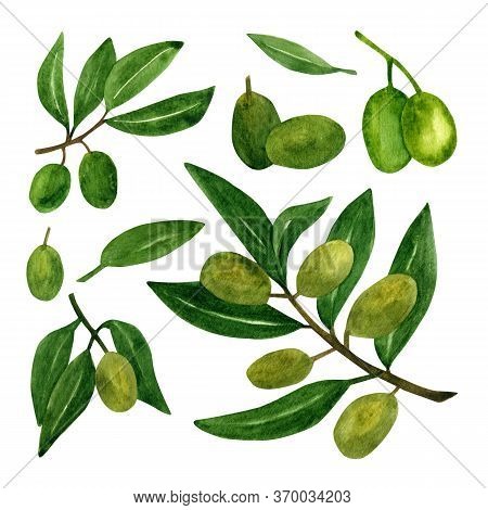Olives Set With Olive Branches And Fruits For Italian Cuisine Design Or Oil Food Or Cosmetic Product