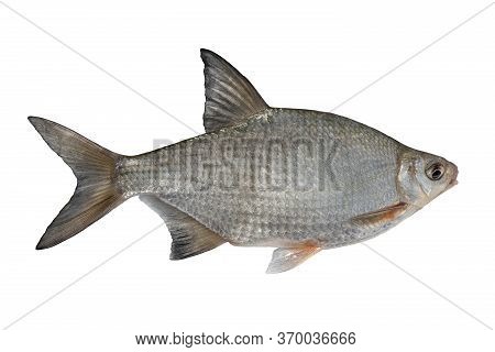 Fresh Alive Silver Bream Fish Isolated On White Background