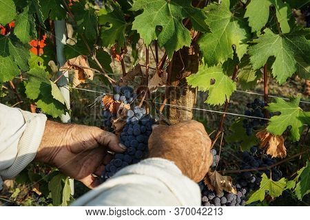 Harvest In A Vineyard At Cannubi In Barolo, Piedmont - Italy