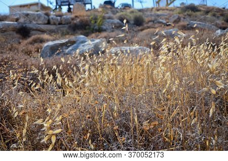 Wadi Kelt Or Nahal Prat, In The Judean Desert, Israel. Early Autumn In A Nature Reserve. Selective F