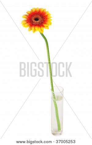 Herbera