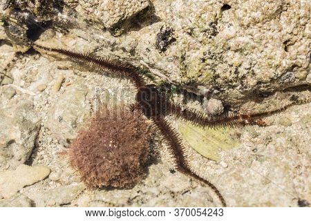 Ophiura Albida Is A Species Of Brittle Star In The Tanzania