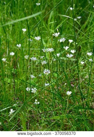 Cerastium Fontanum, Also Called Mouse-ear Chickweed, Common Mouse-ear, Or Starweed.