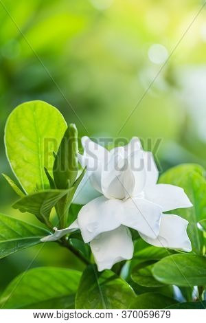 Pretty Gardenia Flower (gardenia Jasminoides) Blooming  Beautiful In Morning In The Green Leaf Garde