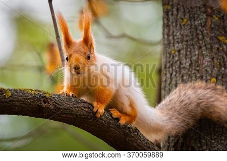 A Wild Squirrel Captured In A Cold Sunny Autumn Day, Funny Cute Squirrel Is On The Tree In Autumn Pa
