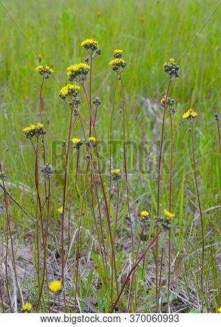 Pilosella Floribunda Synonym Hieracium Floribundum, Also Known As Pale Hawkweed, Smoothish Hawkweed,