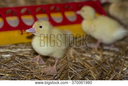 One-day-old Duckling Of The Mulard Breed On A Straw In The Barn.