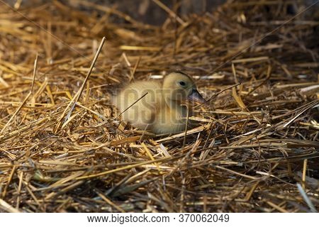 One-day-old Duckling Of The Mulard Breed On A Straw In The Barn.