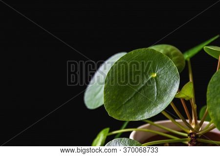 Low-key Closeup On Chinese Money Plant (pilea Peperomioides) Forming Attractive Green Rosettes. Stri