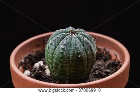 Close-up On An Euphorbia Obesa Rare Succulent Plant In Terracotta Pot On Dark Grey Background. Trend