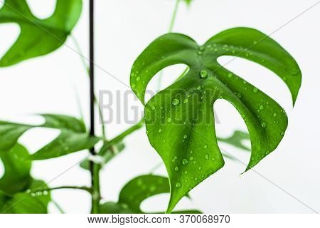 Monstera Minima (rhapidophora Tetrasperma) Leaf With Water Droplets On A White Background.