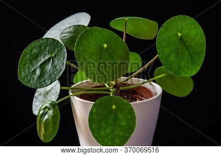 Closeup In Low-key On Chinese Money Plant (pilea Peperomioides) Forming Attractive Green Rosettes. S