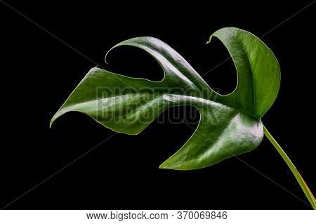 Close-up On A Rhaphidophora Tetrasperma (monstera Minima) Leaf On A Black Background. Exotic Abstrac