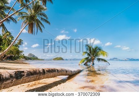 Stem Of Fallen Palm Tree Laying In Lagoon Water On Sandy Corong Beach, El Nido, Palawan, Philippines