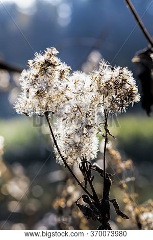 Blooming Beautiful Real Trees Fruit Cherries Or Apple Trees In The Spring Time Of The Year In The Or