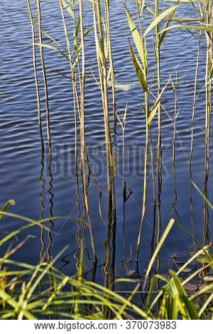 Plants Growing In Deep Water On The Lake, Especially In Nature, Cllose Up