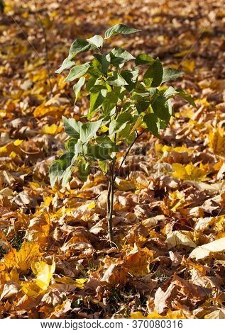 Features Of Autumn Weather In The Forest Or In The Park, Trees With Colorful Multi-colored Foliage