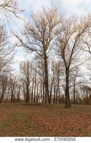 Autumn Yellow Foliage During Leaf Fall, In Nature In The Park And Tree Branches, Landscape In Sunny 