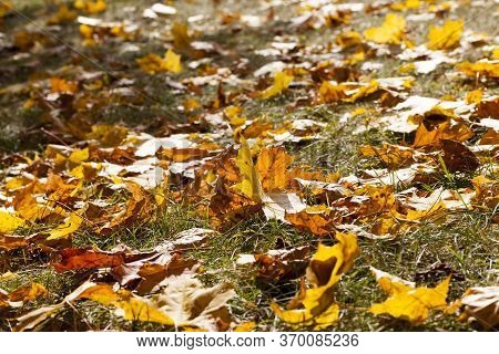 Autumn Yellow Foliage During Leaf Fall, In Nature In The Park
