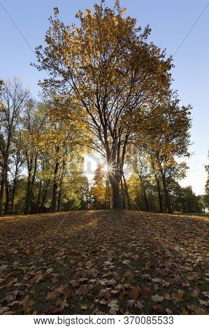 Warm Weather In The Park In The Autumn Season, Real Autumn In The Daytime, Sunny Weather With Sunlig
