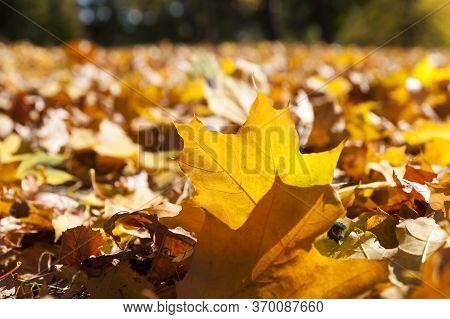 Features Of Autumn Weather In The Forest Or In The Park, Trees With Colorful Multi-colored Foliage, 