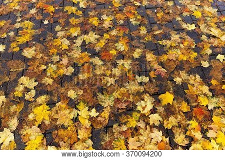 Beautiful Natural Foliage That Has Changed Color In The Autumn Season, Leaves Fall On The Road