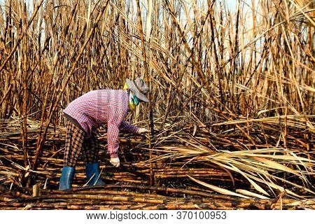 Sugarcane Farmers In Sugar Cane Field, Worker In Burn Sugarcane Plantation In The Harvest Season, Su